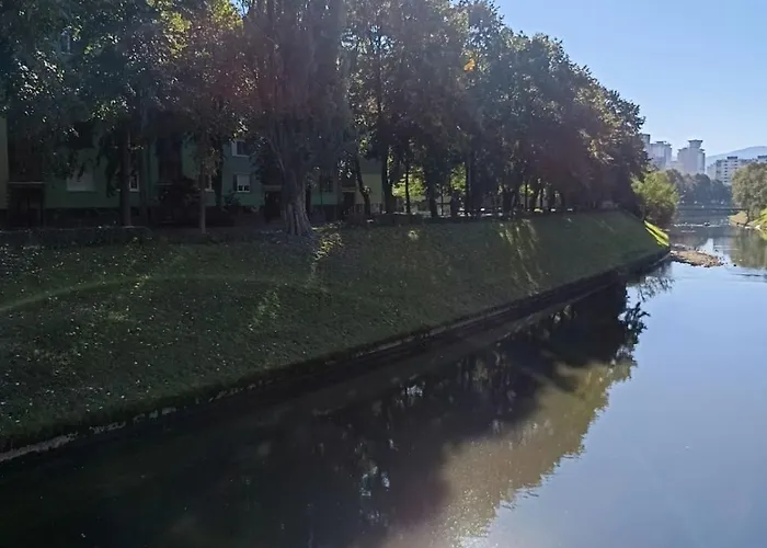 Dandelion Apartament